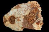 Fossil Turtle Skull - Kem Kem Beds, Morocco #125297-6